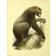 OWEN Richard - Memoir on the gorilla (Troglodytes Gorilla, Savage) Frontispice